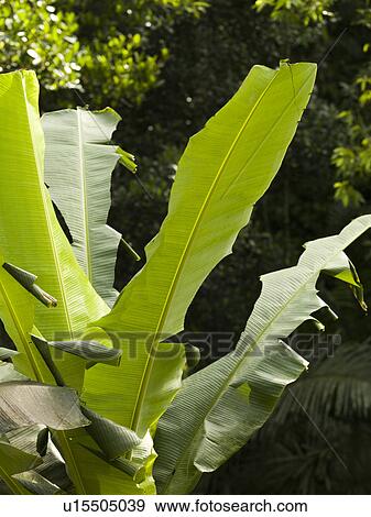 Stock Photo - Close up of vegetation in Bali. Fotosearch