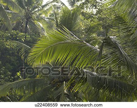 Stock Photo - Close up of vegetation in Bali. Fotosearch