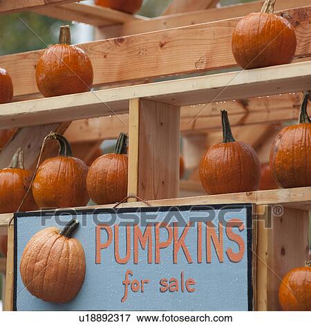 Display of pumpkins in Manhattan, New York City, U. S. A. View Large Photo Image Stock Photo - Display of pumpkins in Manhattan, New York City, U. S. A.. Fotosearch