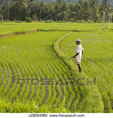 Farmer working in the rice fields in Bali View Large Photo Image Stock Photography - Farmer working in the rice fields in Bali. Fotosearch