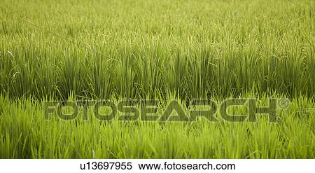 Field of crops in Bali View Large Photo Image Stock Photography - Field of crops in Bali. Fotosearch