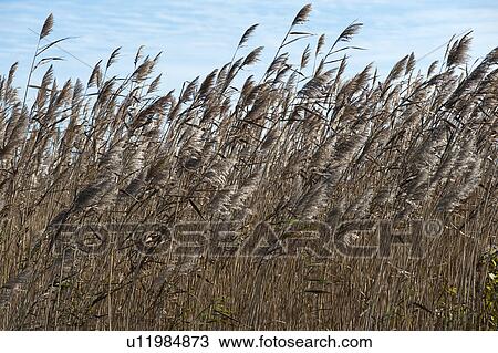 Field of grass, the Hamptons, New York View Large Photo Image Stock Image - Field of grass, the Hamptons, New York. Fotosearch
