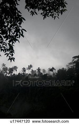 Stock Image - Fog over tropical foliage in Bali. Fotosearch