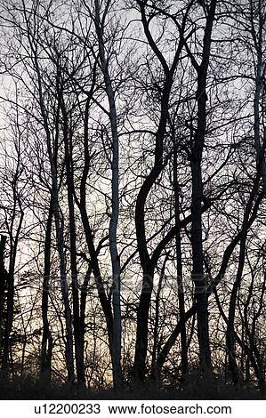 Stock Image - Forest in Gimli, Manitoba, Canada. Fotosearch