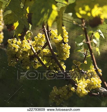Grapes on the vine in The Hamptons View Large Photo Image Stock Photo - Grapes on the vine in The Hamptons. Fotosearch