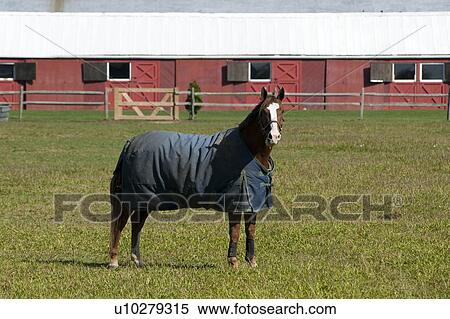 Horse on a pasture in the Hamptons View Large Photo Image Stock Photography - Horse on a pasture in the Hamptons. Fotosearch
