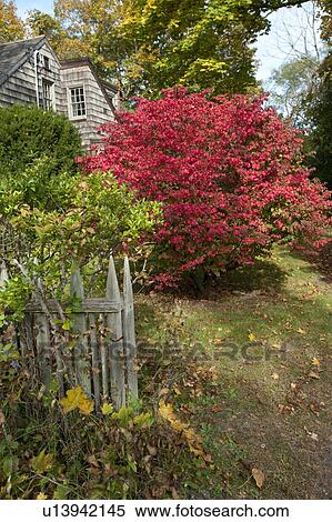 Stock Photography - House and autumn leaves in The Hamptons. Fotosearch