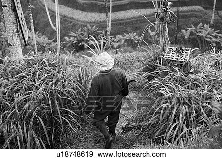 Stock Photo - Indonesian farmer in Bali. Fotosearch