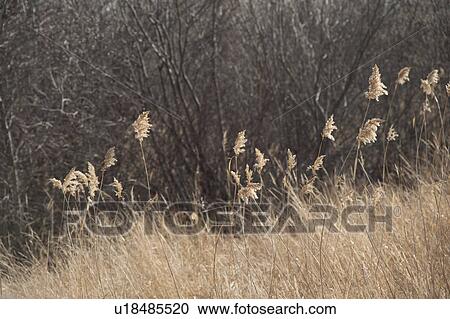 Stock Image - Landscape of Gimli Manitoba Canada. Fotosearch