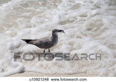 Stock Photo - Laughing Bird Caye, Bird in Water. Fotosearch