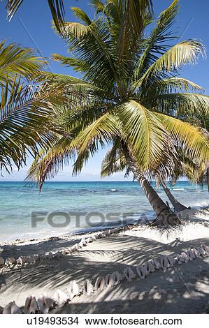 Laughing Bird Caye, Seashore View Large Photo Image Picture - Laughing Bird Caye, Seashore. Fotosearch