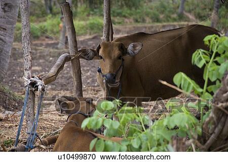 Stock Image - Livestock in Bali. Fotosearch