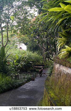 Stock Image - Man sweeping pathway in Bali. Fotosearch