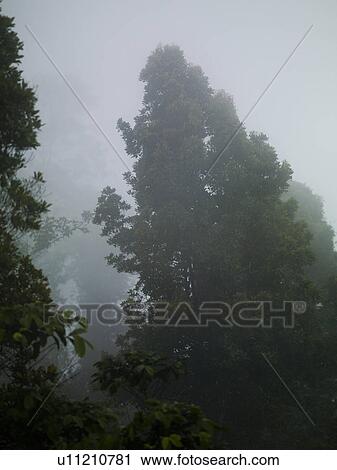 Mist and treetops in Bali View Large Photo Image Stock Image - Mist and treetops in Bali. Fotosearch