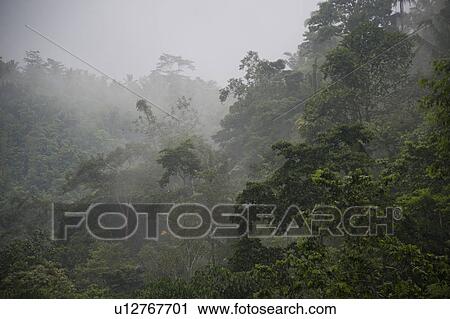 Stock Image - Mist over tropical vegetation in Bali. Fotosearch