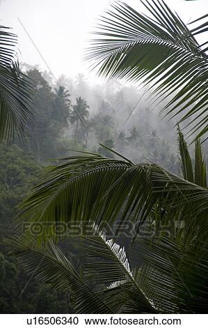 Mist over tropical vegetation in Bali View Large Photo Image Stock Image - Mist over tropical vegetation in Bali. Fotosearch