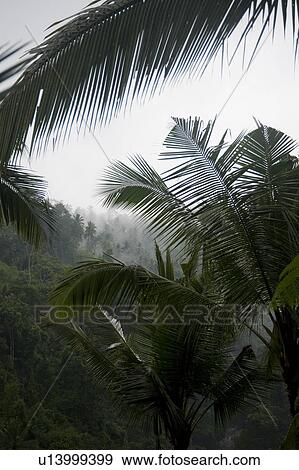 Mist over tropical vegetation in Bali View Large Photo Image Stock Photo - Mist over tropical vegetation in Bali. Fotosearch