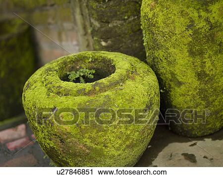 Stock Image - Moss on Vase in Bali. Fotosearch