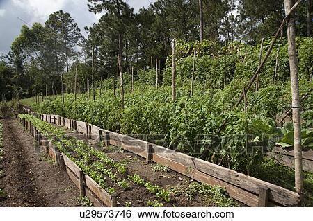 Stock Photograph - Mountain Pine Ridge Reserve, Allotment. Fotosearch