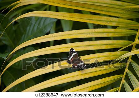 Stock Photo - Mountain Pine Ridge Reserve, Butterfly on Leaf. Fotosearch