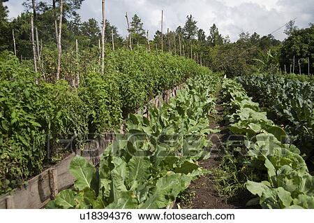 Stock Photograph - Mountain Pine Ridge Reserve, Farm. Fotosearch