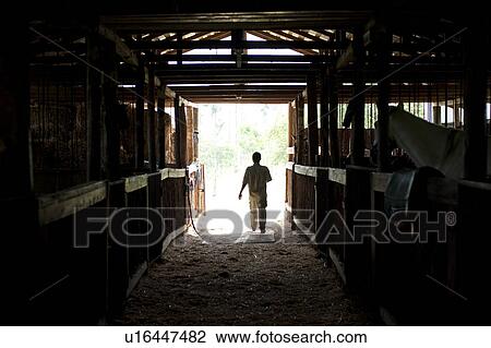Stock Image - Mountain Pine Ridge Reserve, Horse Stables. Fotosearch