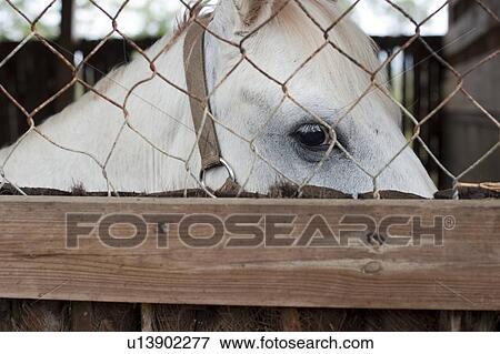 Stock Photo - Mountain Pine Ridge Reserve, Horse. Fotosearch