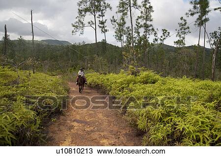 Mountain Pine Ridge Reserve, Horseback Riding View Large Photo Image Stock Image - Mountain Pine Ridge Reserve, Horseback Riding. Fotosearch