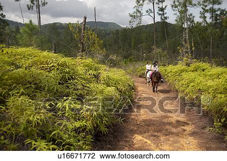 Stock Image - Mountain Pine Ridge Reserve, Horseback Riding. Fotosearch