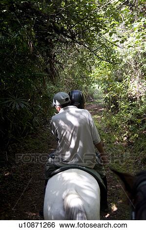 Mountain Pine Ridge Reserve, Horseback Riding View Large Photo Image Stock Photograph - Mountain Pine Ridge Reserve, Horseback Riding. Fotosearch