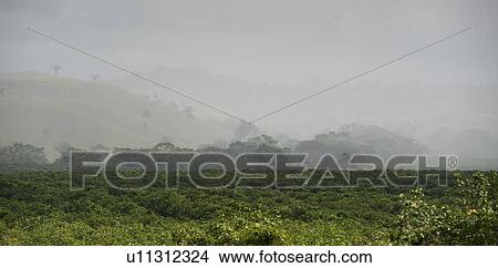 Picture - Mountain Pine Ridge Reserve, Landscape. Fotosearch