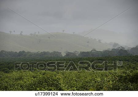 Picture - Mountain Pine Ridge Reserve, Landscape. Fotosearch