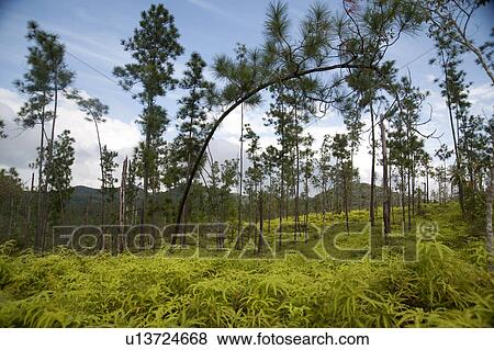 Stock Photo - Mountain Pine Ridge Reserve, Landscape. Fotosearch