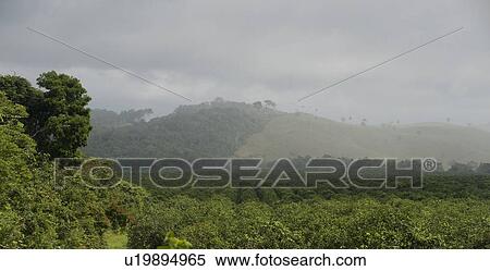 Mountain Pine Ridge Reserve, Landscape View Large Photo Image Stock Photography - Mountain Pine Ridge Reserve, Landscape. Fotosearch