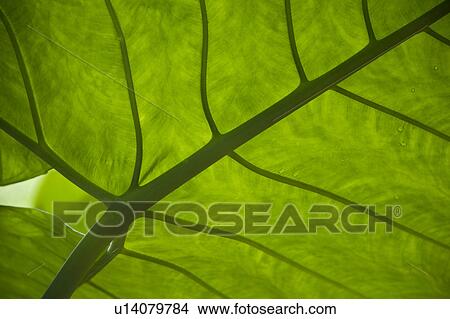 Mountain Pine Ridge Reserve, Leaf View Large Photo Image Picture - Mountain Pine Ridge Reserve, Leaf. Fotosearch