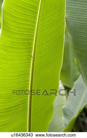 Mountain Pine Ridge Reserve, Leaf View Large Photo Image Stock Image - Mountain Pine Ridge Reserve, Leaf. Fotosearch