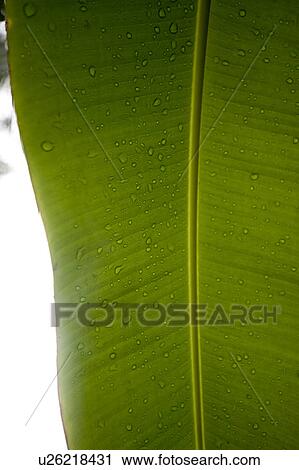 Mountain Pine Ridge Reserve, Leaf View Large Photo Image Stock Image - Mountain Pine Ridge Reserve, Leaf. Fotosearch
