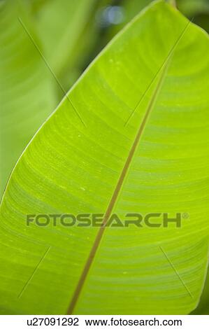 Mountain Pine Ridge Reserve, Leaf View Large Photo Image Stock Image - Mountain Pine Ridge Reserve, Leaf. Fotosearch