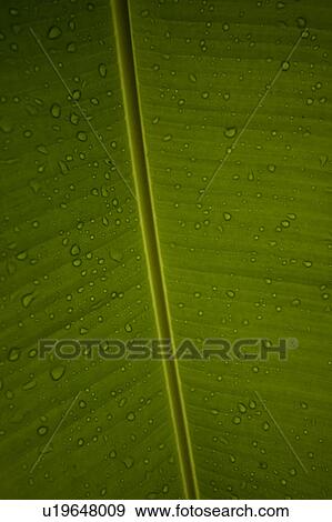 Mountain Pine Ridge Reserve, Leaf View Large Photo Image Stock Photo - Mountain Pine Ridge Reserve, Leaf. Fotosearch