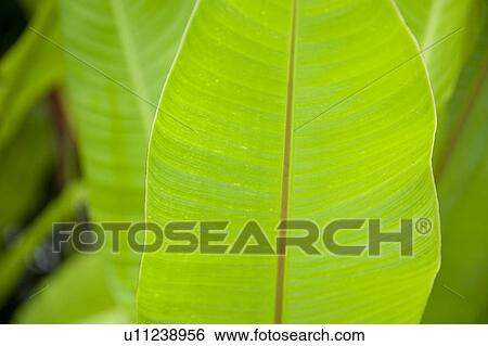 Mountain Pine Ridge Reserve, Leaf View Large Photo Image Stock Photograph - Mountain Pine Ridge Reserve, Leaf. Fotosearch