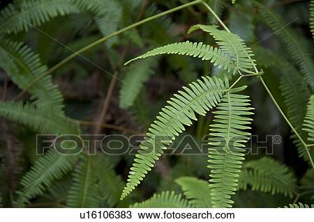 Mountain Pine Ridge Reserve, Leaves View Large Photo Image Stock Image - Mountain Pine Ridge Reserve, Leaves. Fotosearch