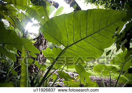 Stock Photo - Mountain Pine Ridge Reserve, Leaves. Fotosearch