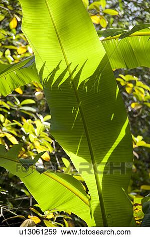 Stock Photo - Mountain Pine Ridge Reserve, Leaves. Fotosearch