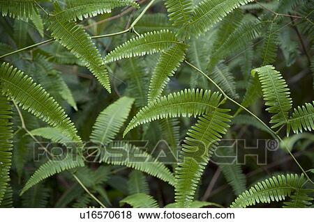 Mountain Pine Ridge Reserve, Leaves View Large Photo Image Stock Photo - Mountain Pine Ridge Reserve, Leaves. Fotosearch