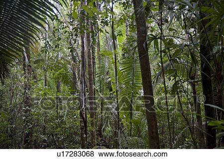 Mountain Pine Ridge Reserve, Rain Forest View Large Photo Image Stock Photo - Mountain Pine Ridge Reserve, Rain Forest. Fotosearch