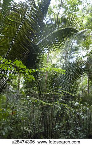 Stock Photograph - Mountain Pine Ridge Reserve, Rain Forest. Fotosearch