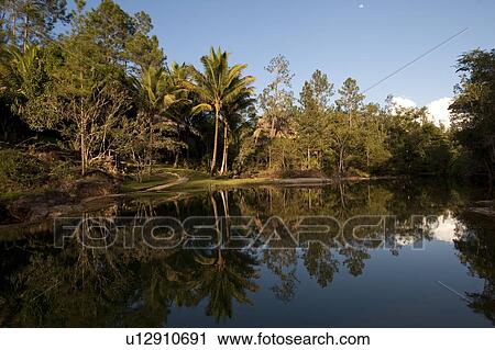 Mountain Pine Ridge Reserve, Reflection in Water View Large Photo Image Stock Image - Mountain Pine Ridge Reserve, Reflection in Water. Fotosearch