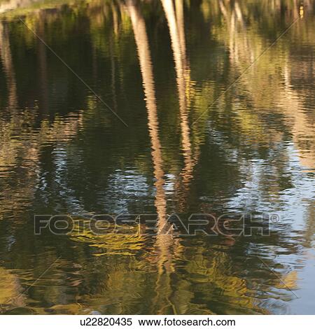 Stock Photography - Mountain Pine Ridge Reserve, Reflection In Pond. Fotosearch