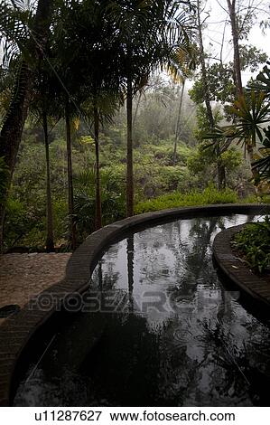 Stock Photo - Mountain Pine Ridge Reserve, Stream. Fotosearch