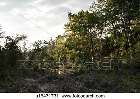 Stock Image - Mountain Pine Ridge Reserve, Trees. Fotosearch
